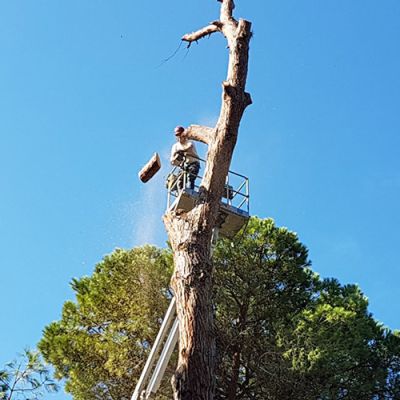 Potatura alberi Roma Il Punto Verde