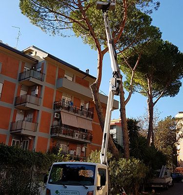 Potatura alberi Roma Il Punto Verde