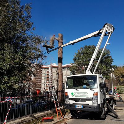 Potatura alberi Roma Il Punto Verde