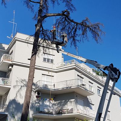 Potatura alberi Roma Il Punto Verde