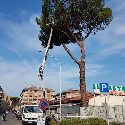 Potatura alberi Roma Il Punto Verde