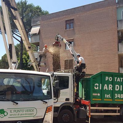 Potatura alberi Roma Il Punto Verde