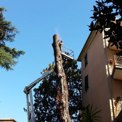 Potatura alberi Roma Il Punto Verde