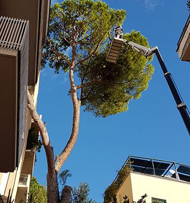 Potatura alberi Roma Il Punto Verde