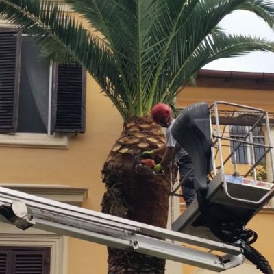 Potatura alberi Roma Il Punto Verde