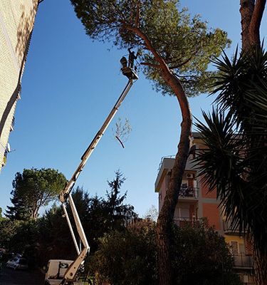 Potatura alberi Roma Il Punto Verde