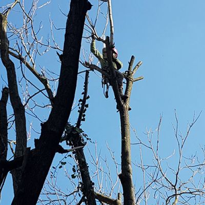 Potatura alberi Roma Il Punto Verde