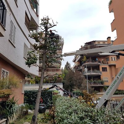 Potatura alberi Roma Il Punto Verde