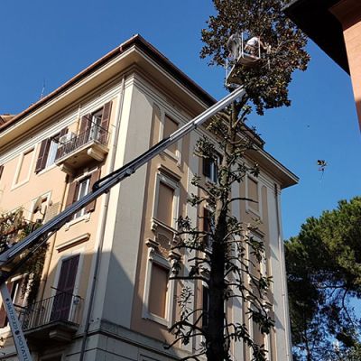 Potatura alberi Roma Il Punto Verde