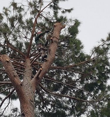 Potatura alberi Roma Il Punto Verde