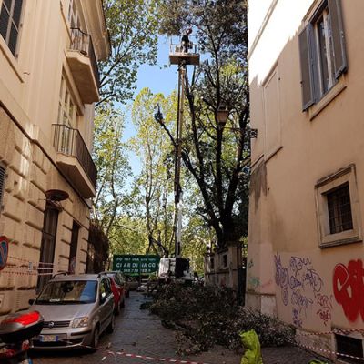 Potatura alberi Roma Il Punto Verde