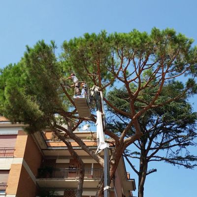 Potatura alberi Roma Il Punto Verde